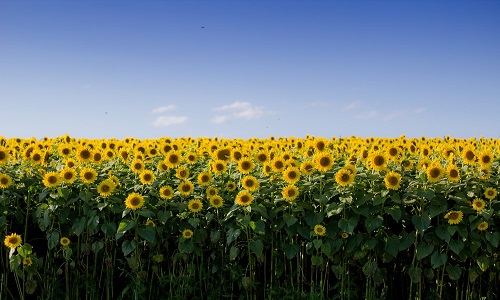 Sunflower fld